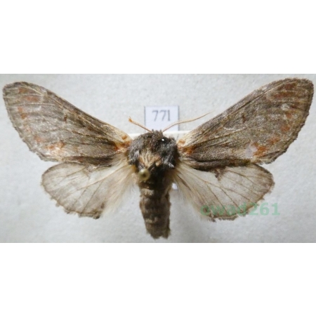 Notodonta dromedarius (Linnaeus, 1767) male Garbatka dromaderka Czech77l